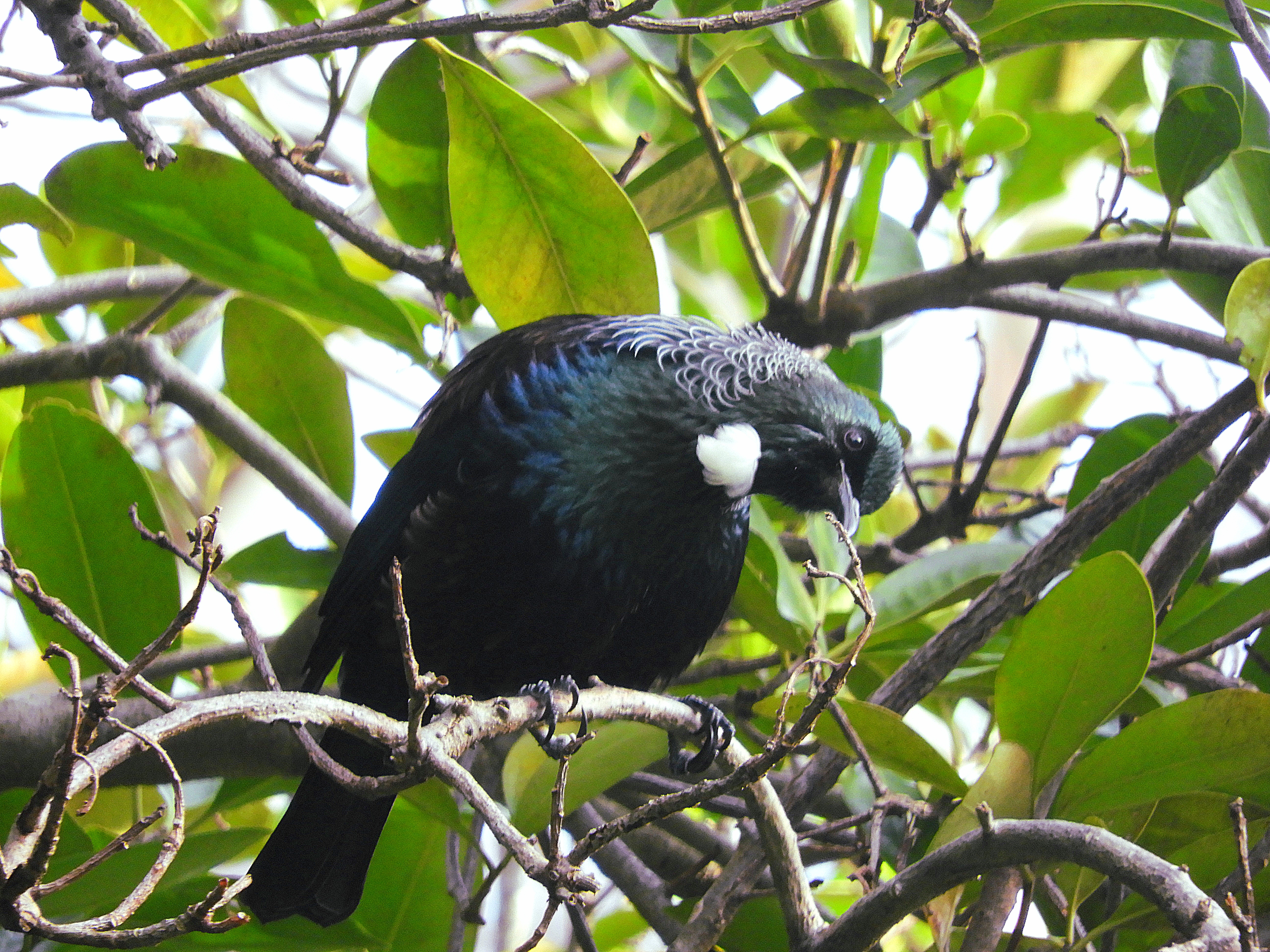 Name:  DSCN0605.JPG
Views: 418
Size:  6.23 MB