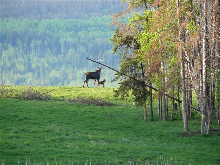 Name:  moose and calf sunrise3986 (768 x 576).jpg
Views: 394
Size:  161.3 KB
