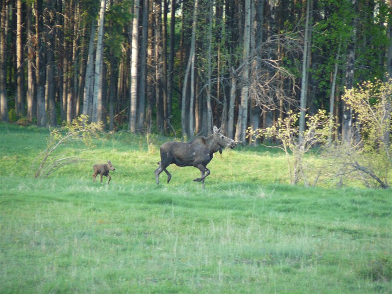 Name:  moose and calf 2.jpg
Views: 432
Size:  140.6 KB