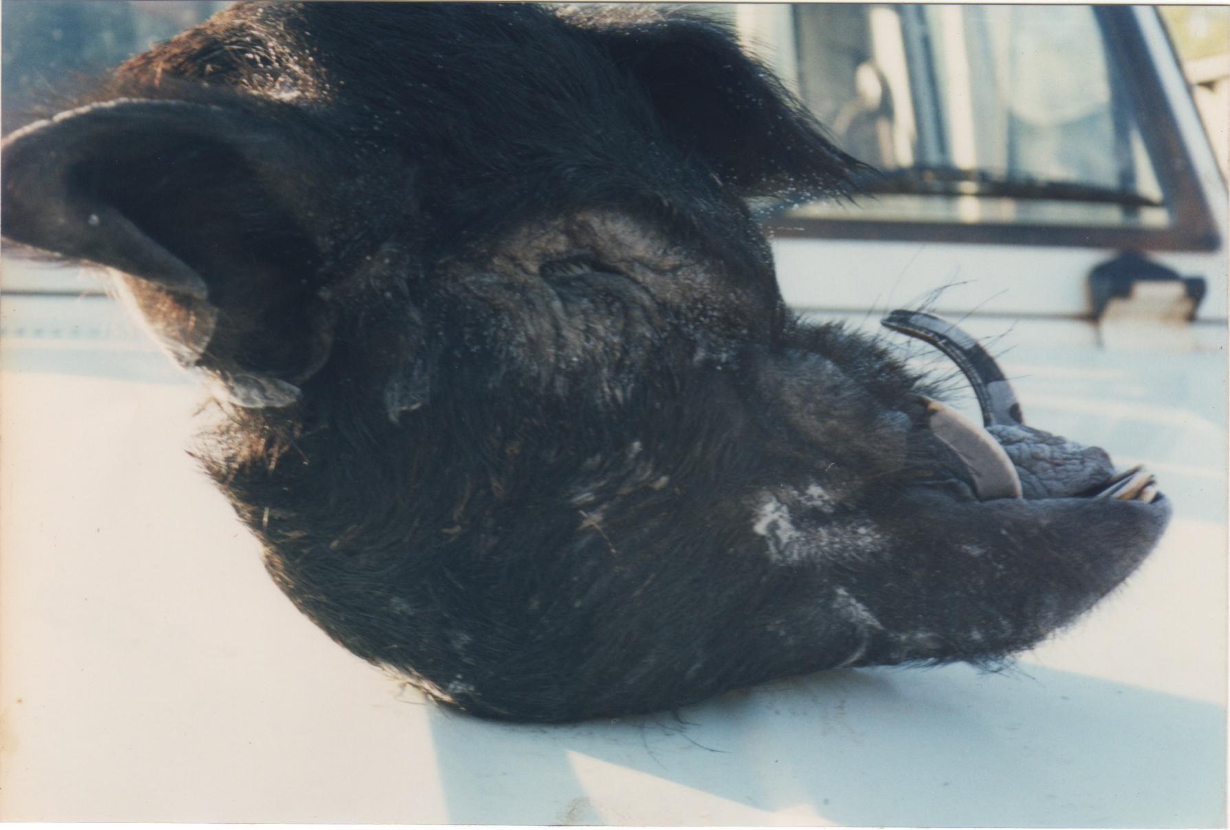 Name:  Ugly pig 2.jpg
Views: 569
Size:  150.1 KB