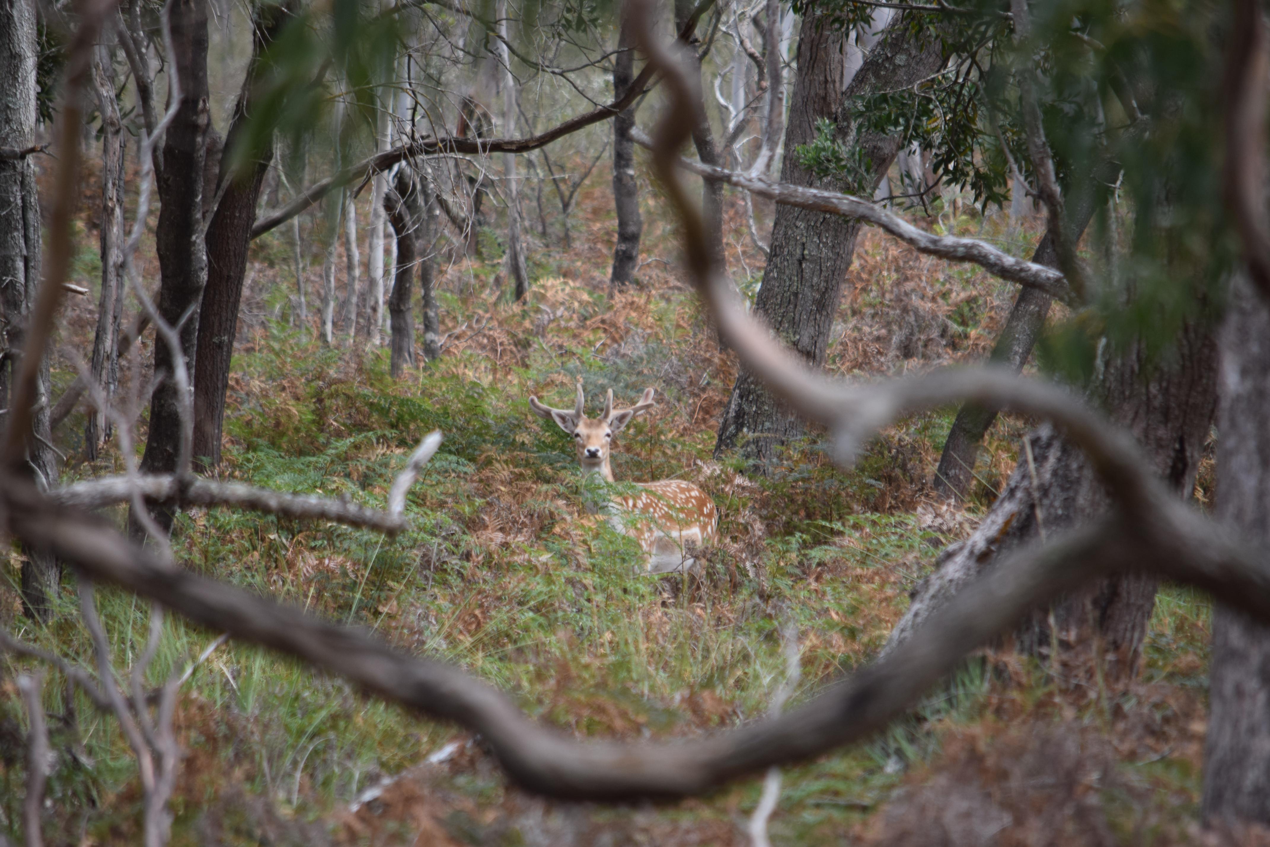 Name:  Z_spotted by the buck.jpg
Views: 2696
Size:  1.08 MB