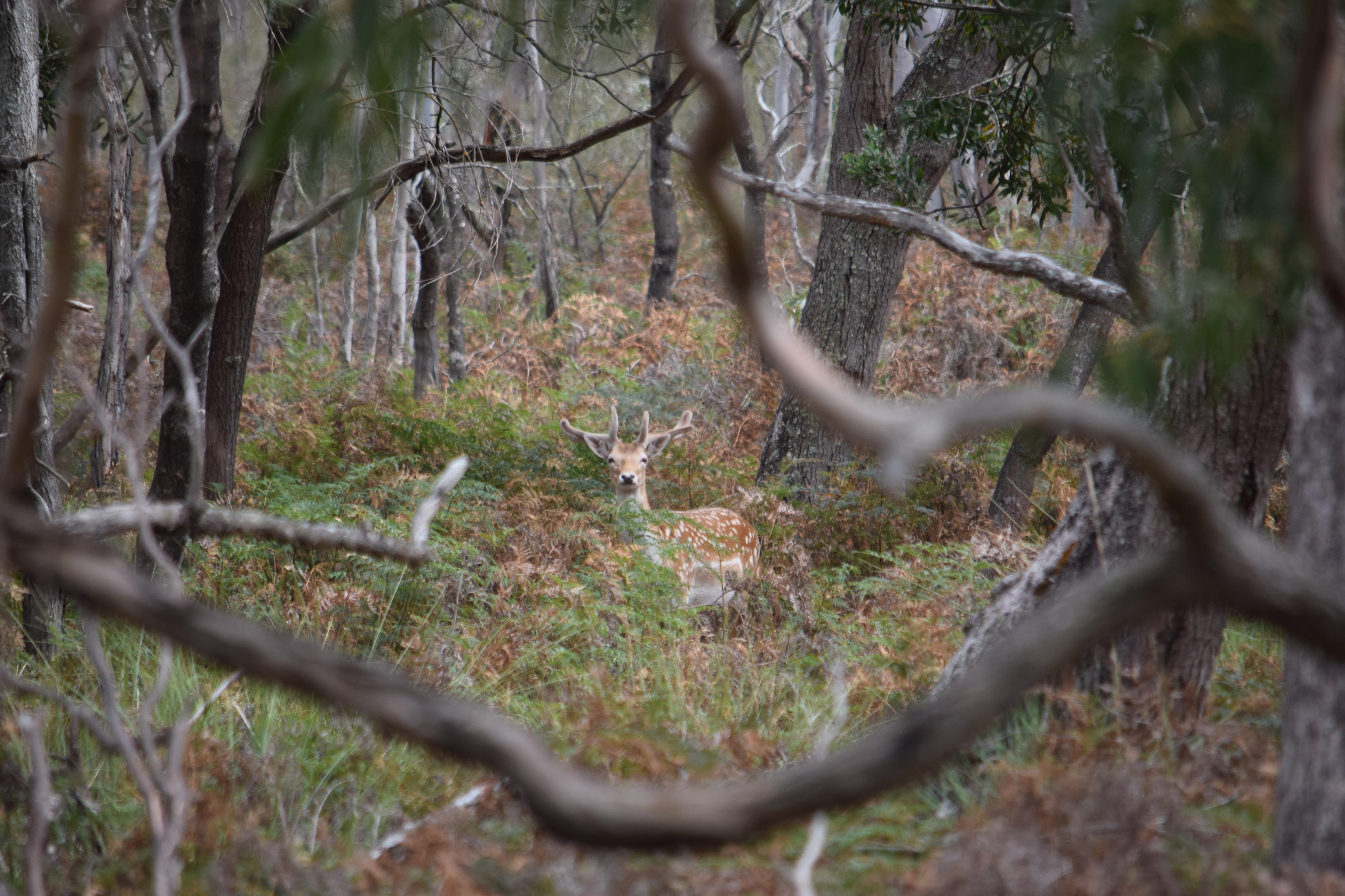 Name:  Z_spotted by the buck.jpg
Views: 2142
Size:  1.08 MB