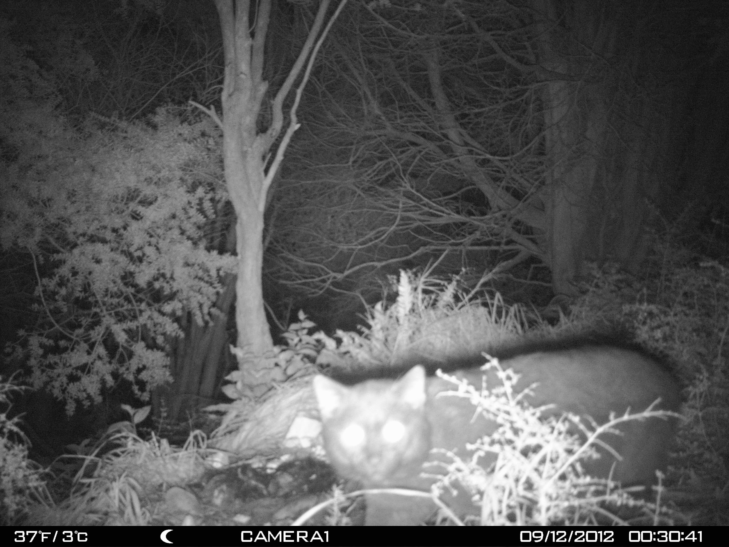 Name:  cam1cat.jpg
Views: 6153
Size:  607.7 KB