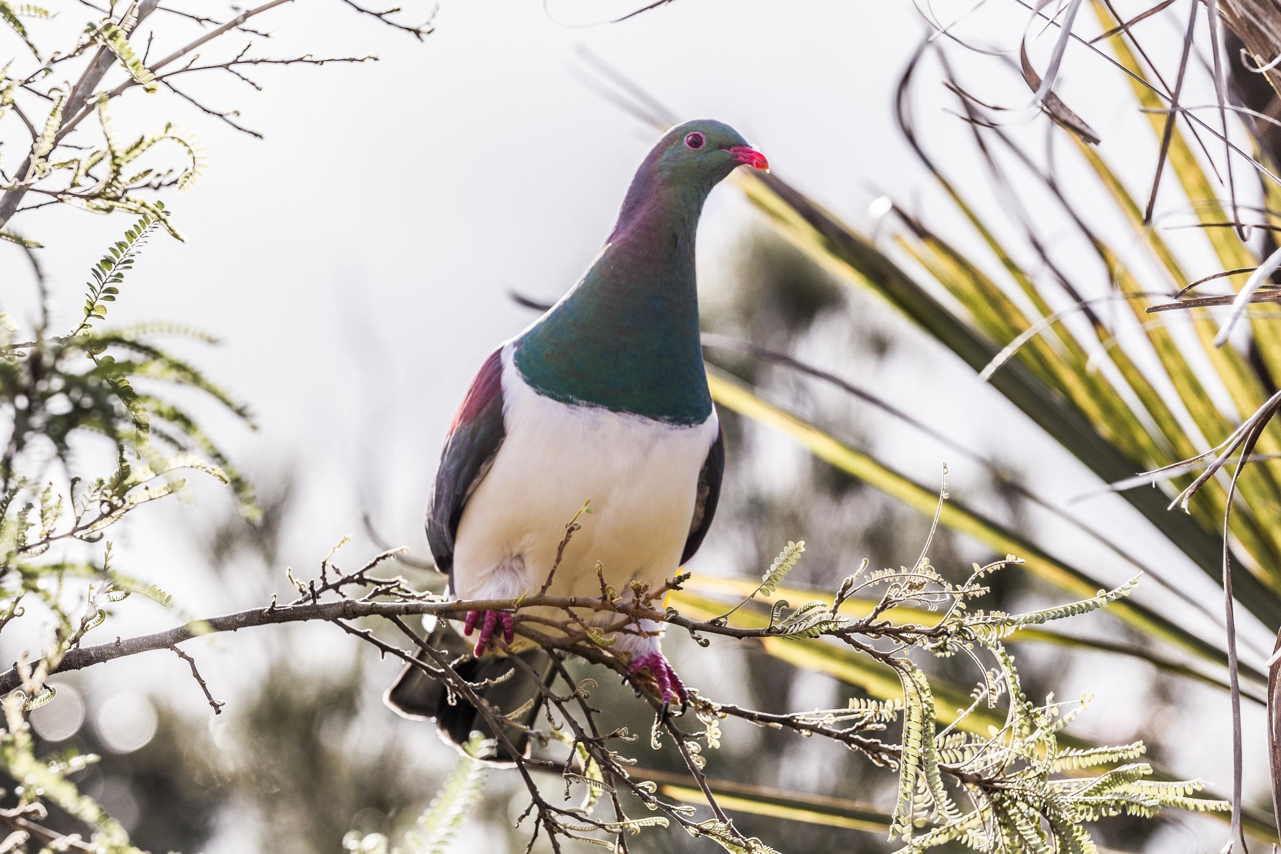 Name:  bird.jpg
Views: 433
Size:  535.9 KB