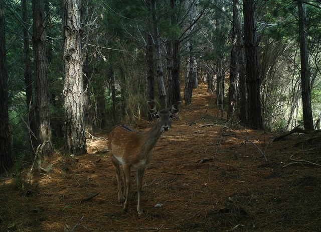 Name:  IMAG0295 - Copy.jpg
Views: 654
Size:  150.4 KB