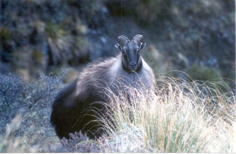 Name:  Bull Tahr Jun02 [800x600].jpg
Views: 3794
Size:  60.7 KB