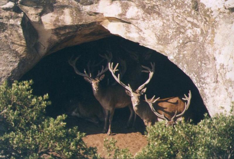 Name:  stagsincave [800x600].jpg
Views: 3011
Size:  71.0 KB