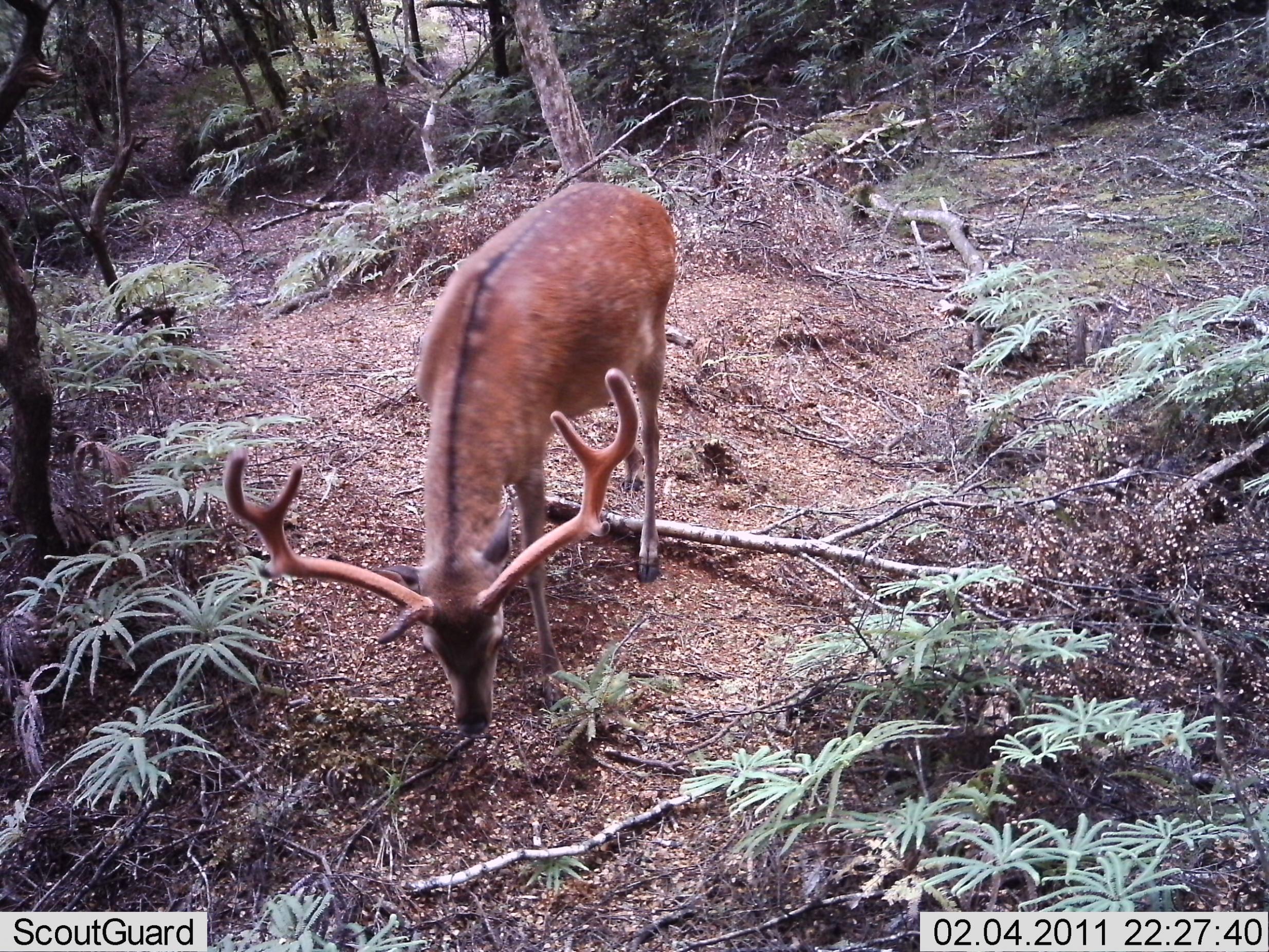 Name:  trail cam 2 064.jpg
Views: 897
Size:  988.6 KB
