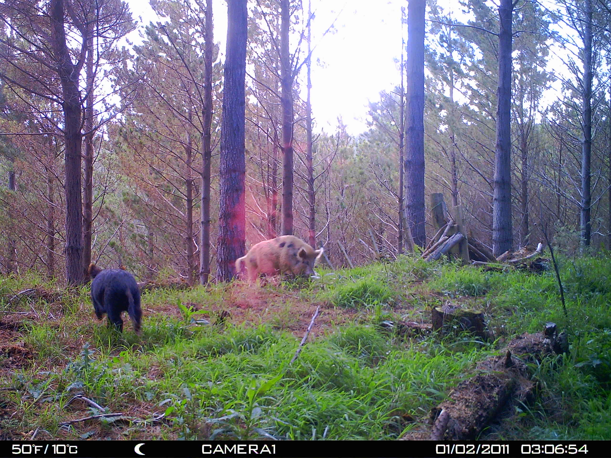 Name:  pigskp.jpg
Views: 5821
Size:  586.7 KB
