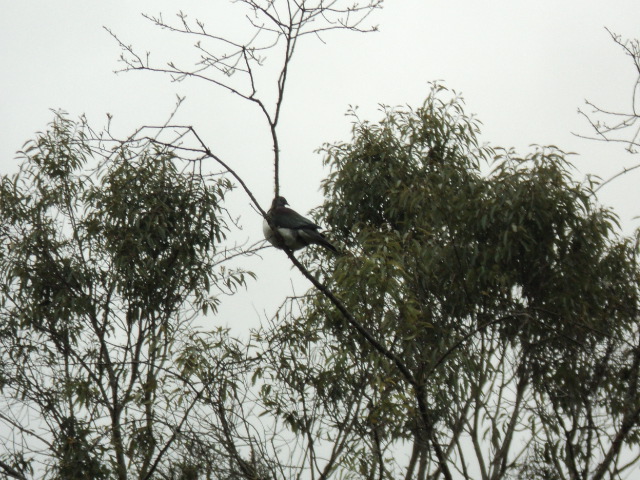Name:  picture 386.jpg
Views: 2058
Size:  164.2 KB