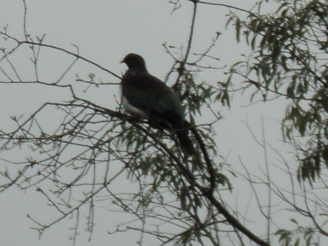 Name:  picture 385.jpg
Views: 1864
Size:  160.6 KB