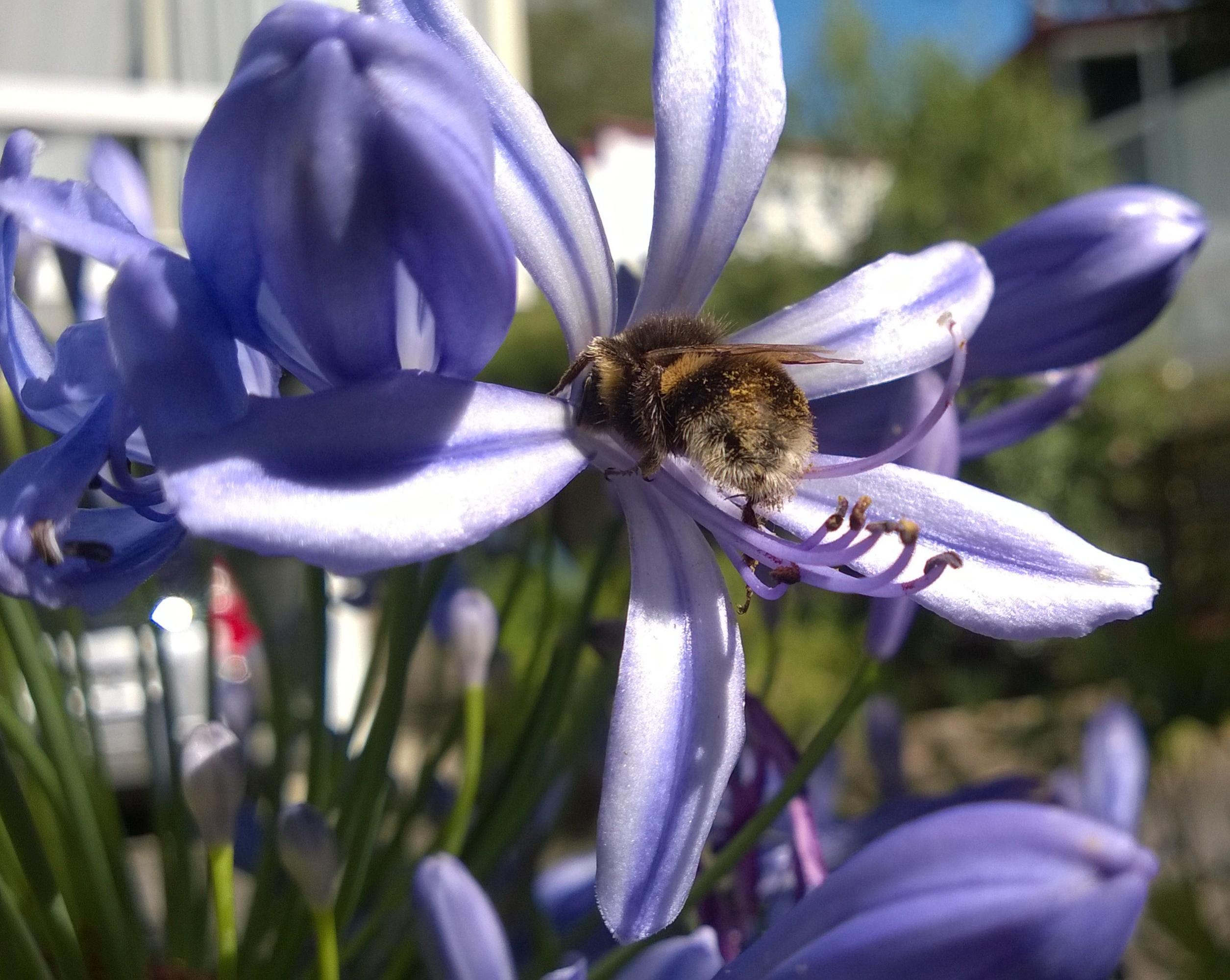 Name:  bee.jpg
Views: 775
Size:  462.8 KB