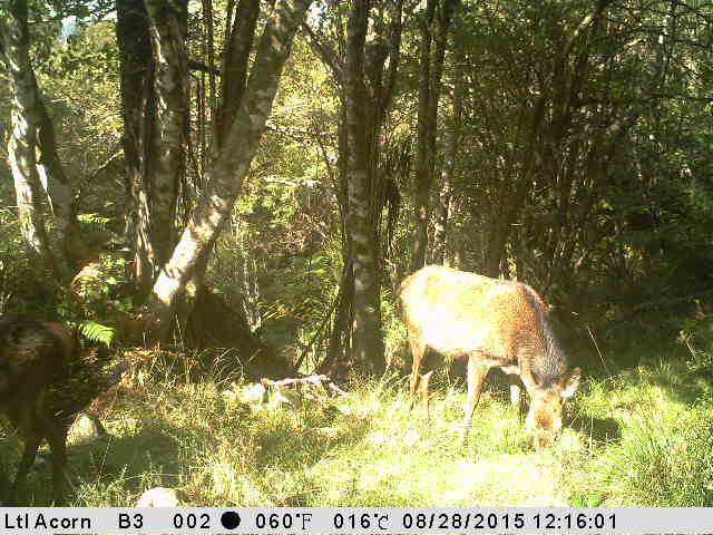 Name:  hind yealing aug 15.jpg
Views: 834
Size:  48.3 KB