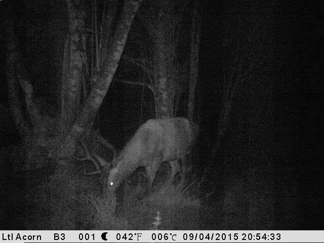 Name:  stag_zpstz0wch38.jpg
Views: 830
Size:  43.2 KB