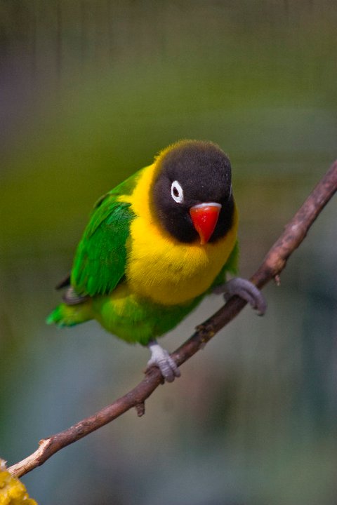 Name:  73778_104465866290085_1262143_n.jpg
Views: 378
Size:  40.6 KB