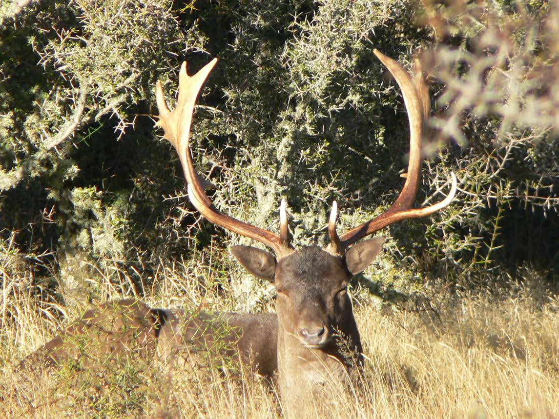 Name:  Fallow2016.jpg
Views: 394
Size:  208.9 KB