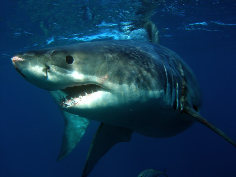 Name:  gws.jpg
Views: 287
Size:  56.9 KB