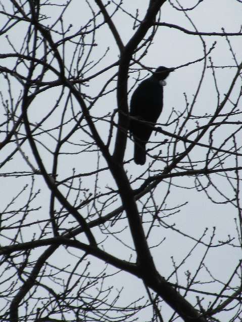 Name:  parsonbird.jpg
Views: 373
Size:  197.3 KB