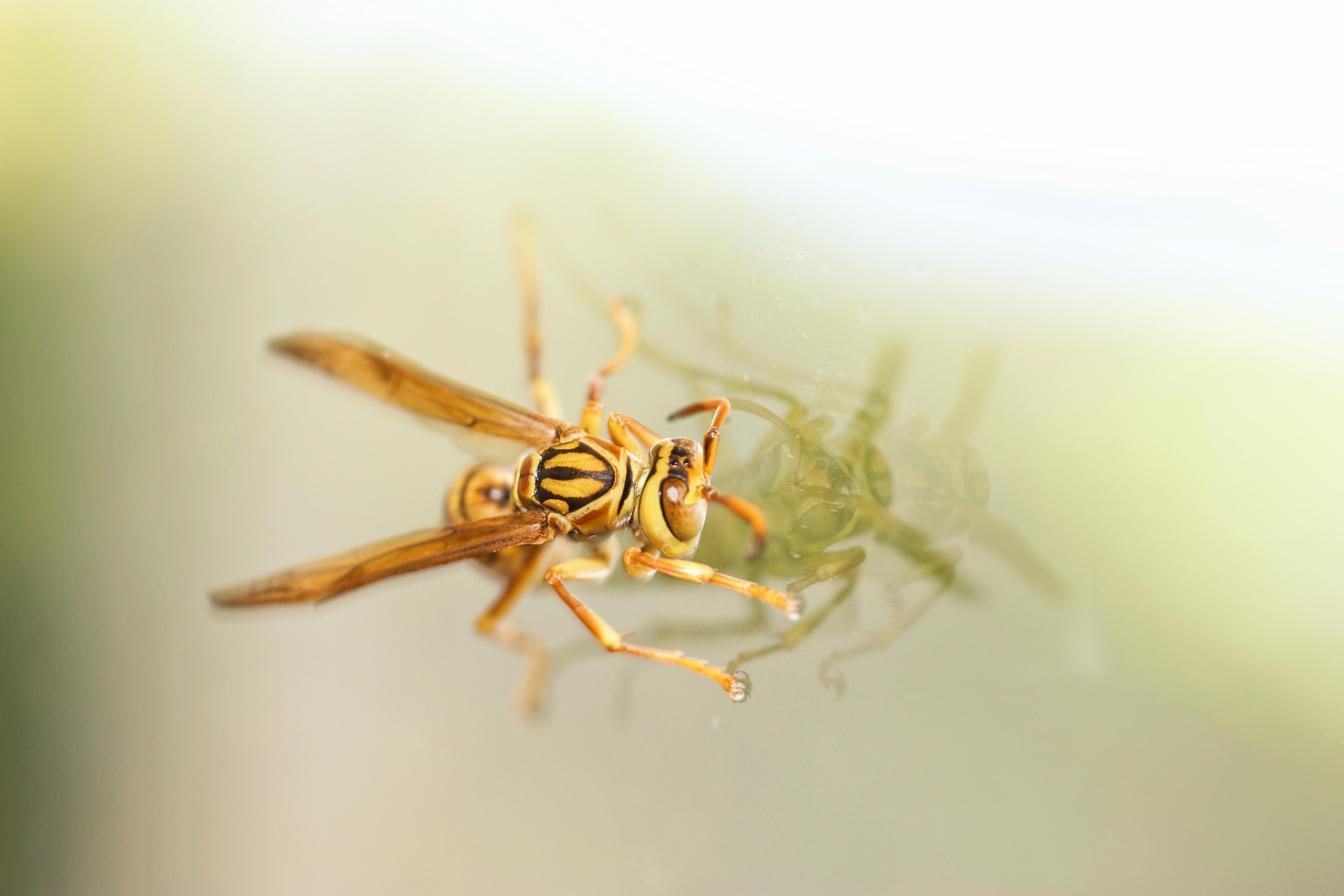 Name:  wasp.jpg
Views: 451
Size:  885.7 KB