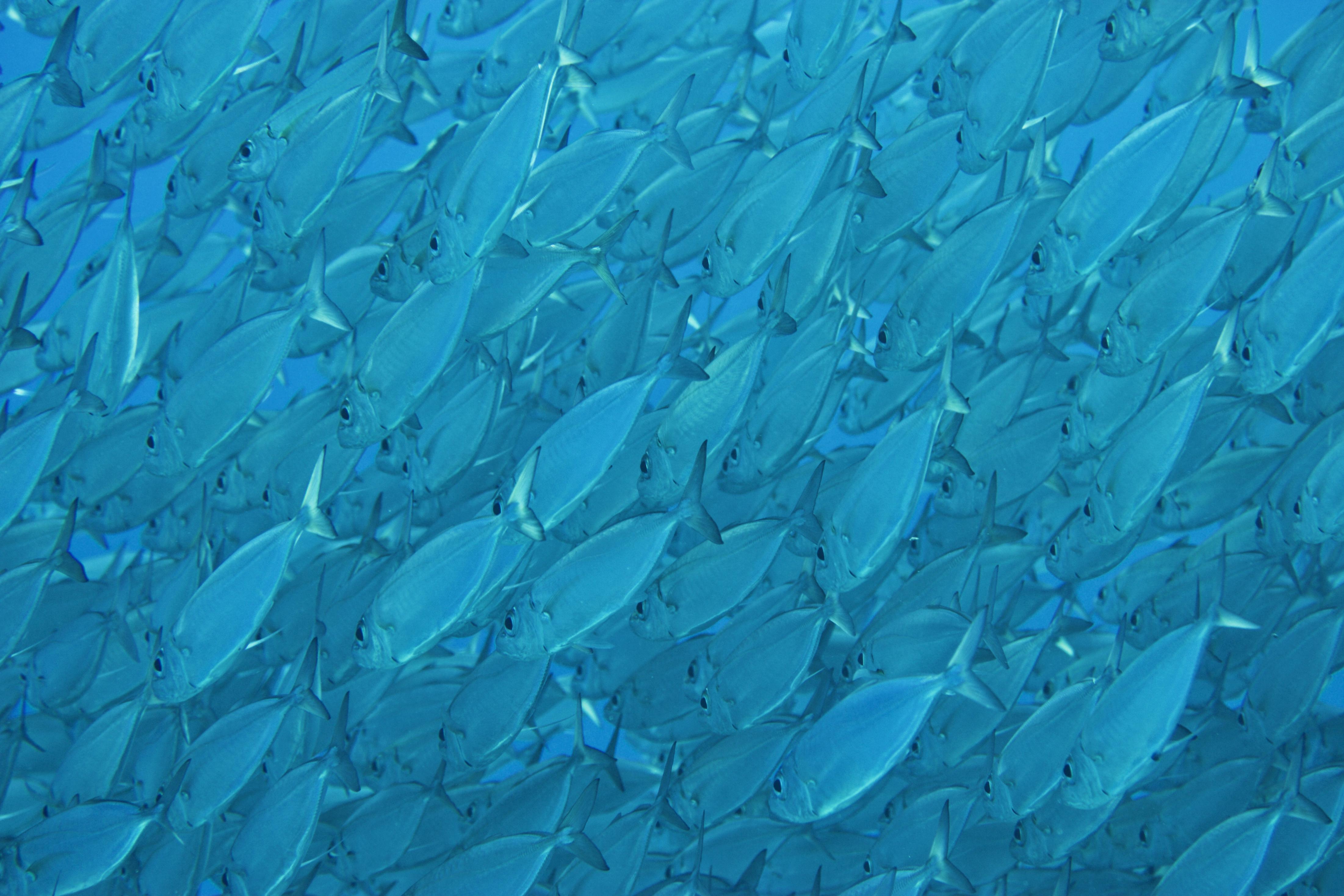 Name:  mackerel.jpg
Views: 479
Size:  961.3 KB