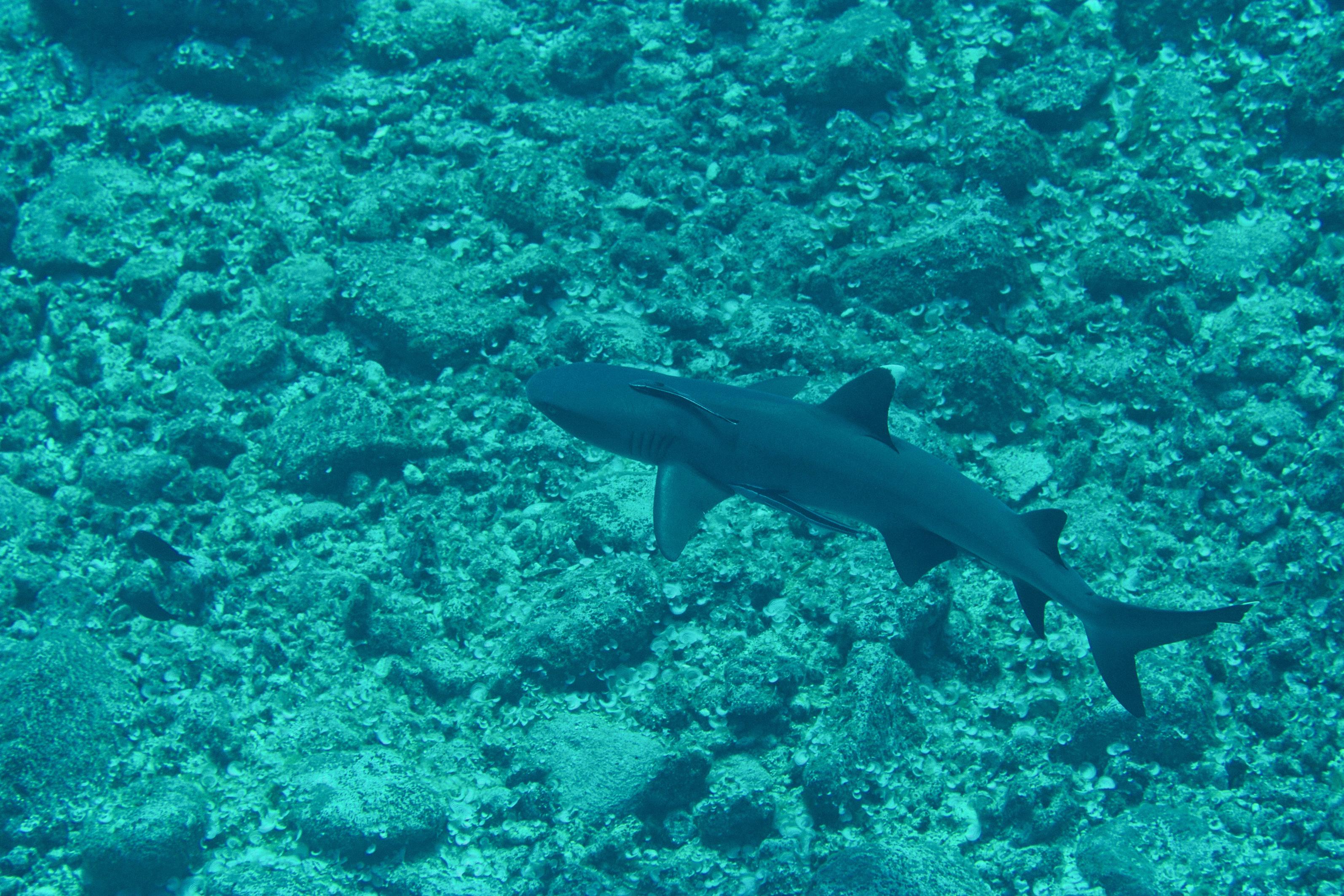 Name:  whitetip.jpg
Views: 518
Size:  1,012.7 KB