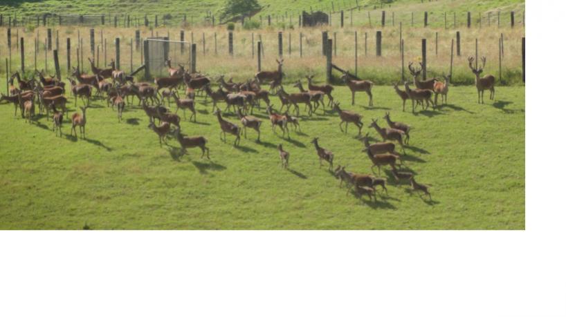 Name:  Deer2.jpg
Views: 826
Size:  45.7 KB