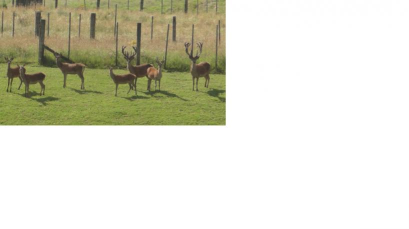 Name:  Deer1.jpg
Views: 610
Size:  23.6 KB