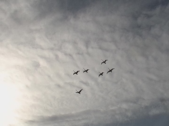 Name:  Ducks 2011 013.jpg
Views: 778
Size:  63.7 KB