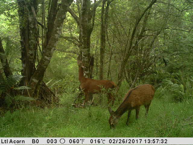 Name:  Brosing hinds.jpg
Views: 543
Size:  48.1 KB