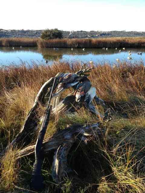 Name:  ImageUploadedByTapatalk1359594094.260462.jpg
Views: 648
Size:  86.3 KB