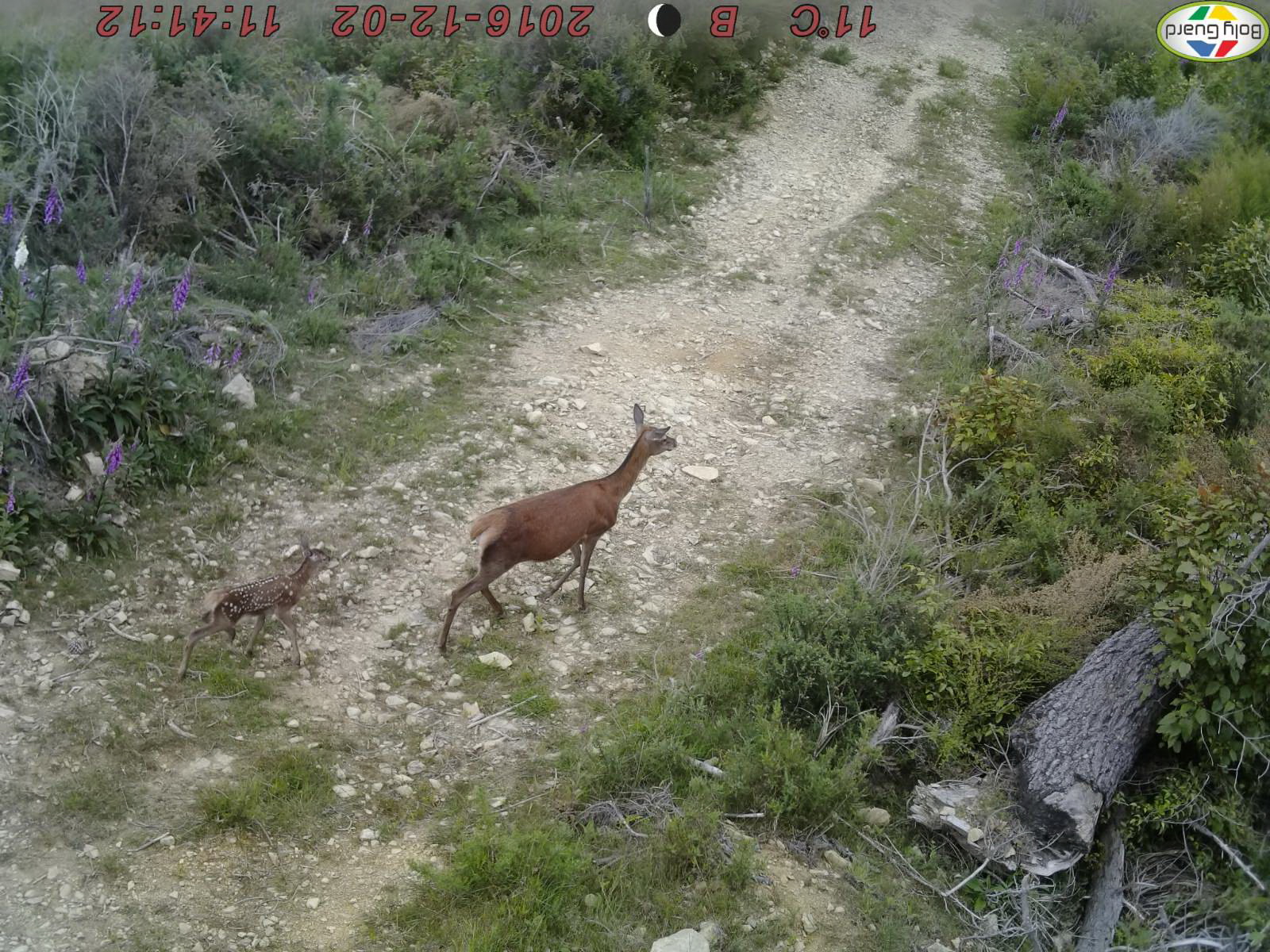 Name:  Dec 2nd 2016 Hind and Fawn.jpg
Views: 1313
Size:  570.2 KB