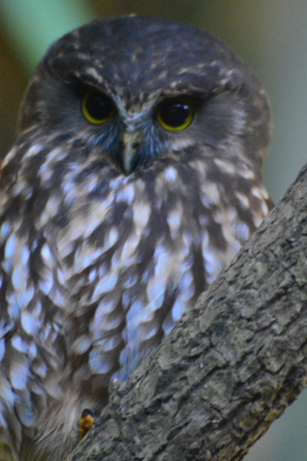 Name:  DSC_0937-001.JPG
Views: 507
Size:  561.2 KB