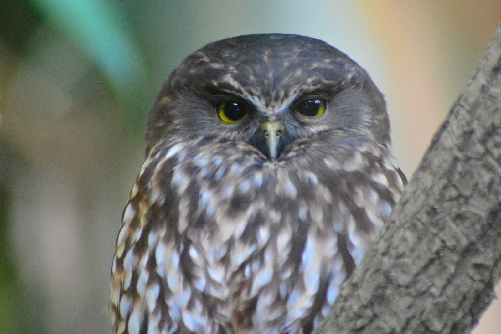 Name:  DSC_0969-001.JPG
Views: 921
Size:  505.6 KB