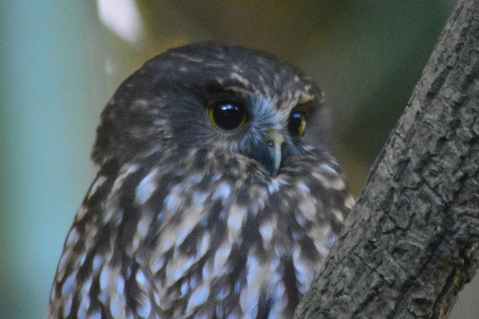 Name:  DSC_0952-001.JPG
Views: 444
Size:  538.5 KB