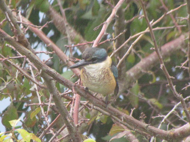 Name:  IMG_1222.JPG
Views: 606
Size:  148.1 KB