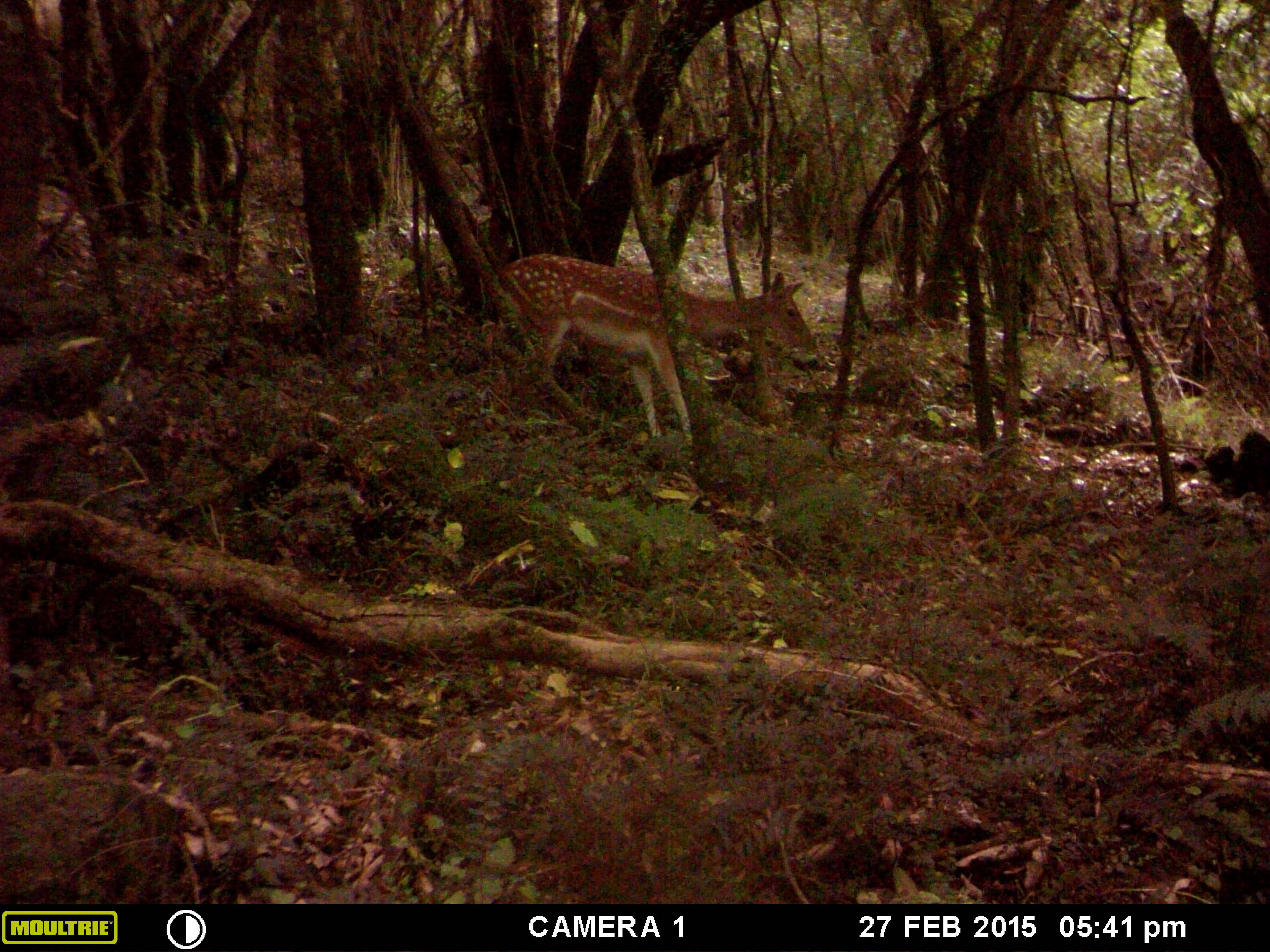 Name:  MFDC0131.JPG
Views: 539
Size:  758.1 KB