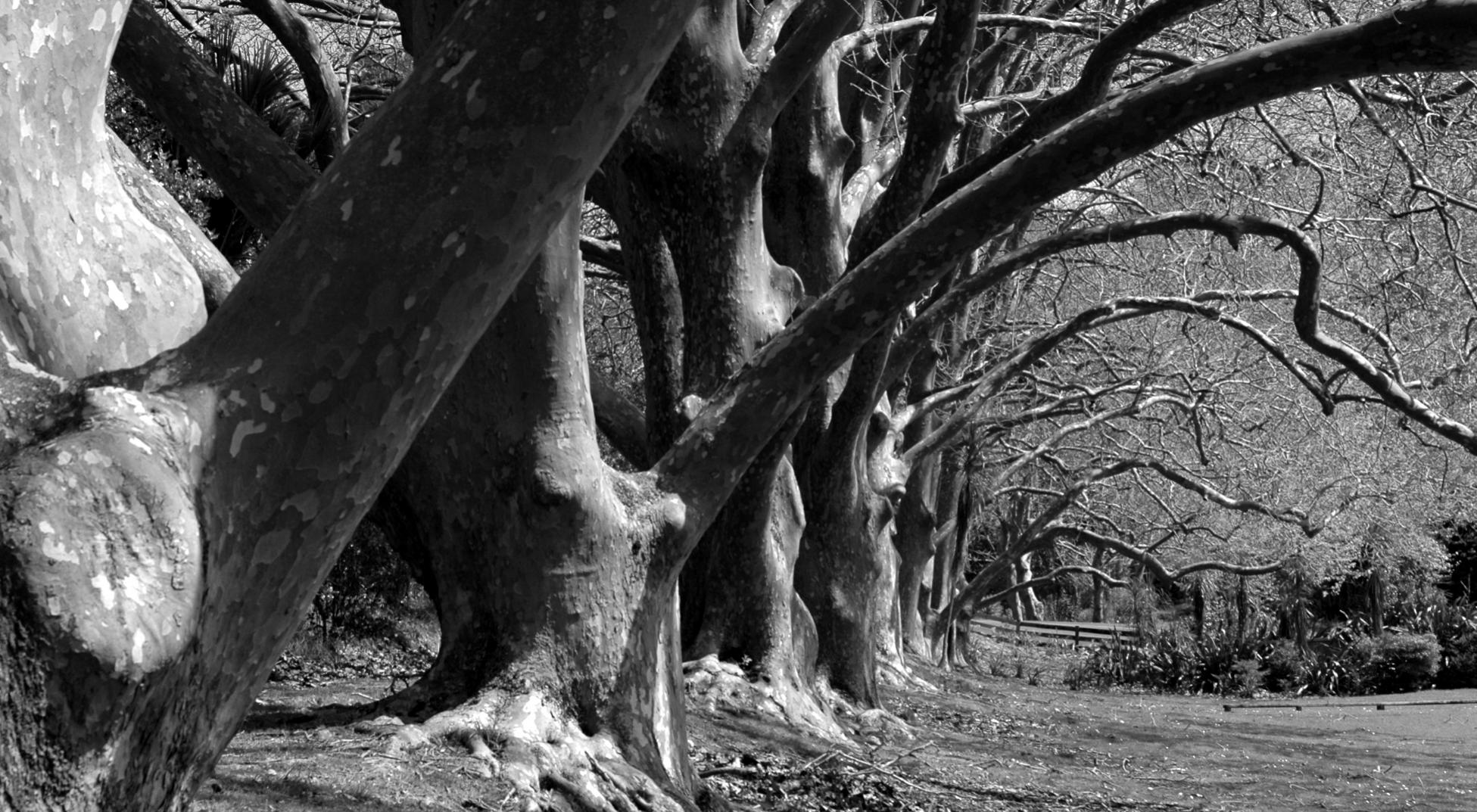 Name:  DSC_0357 - B+W cropped.jpg
Views: 379
Size:  378.5 KB