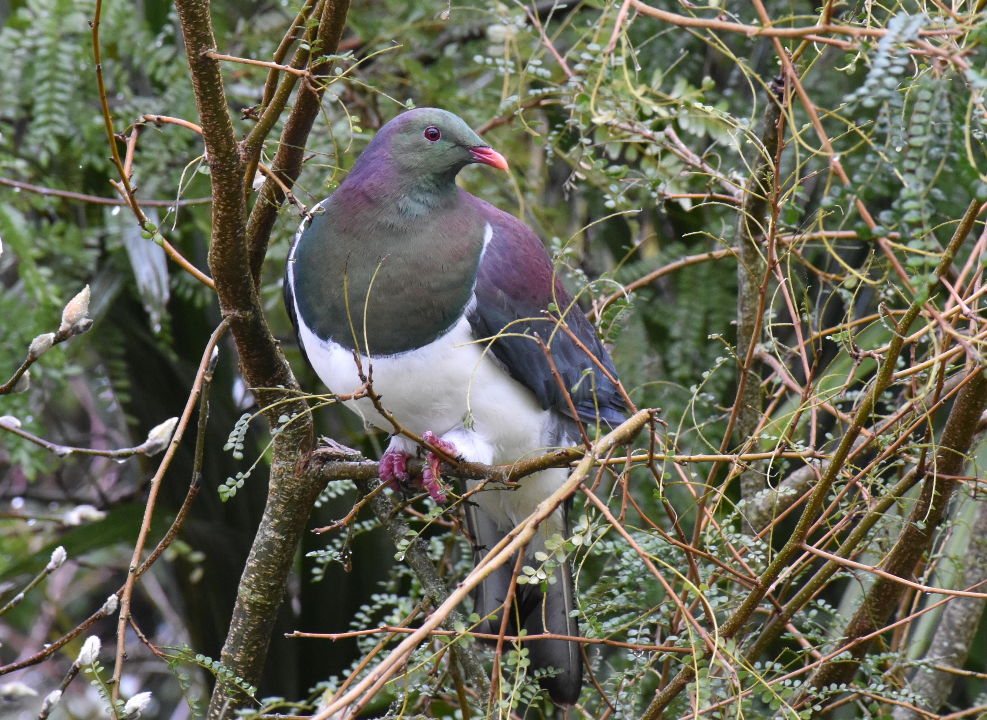 Name:  DSC_0167.jpg
Views: 446
Size:  1,016.5 KB