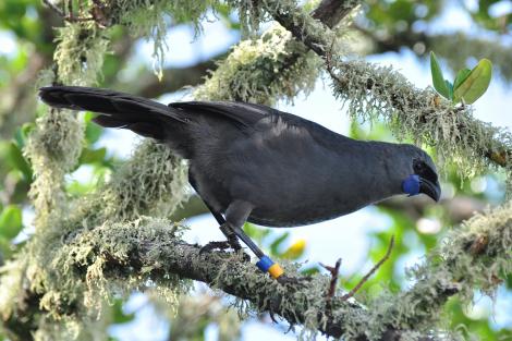 Name:  470526Kokako2.JPG
Views: 186
Size:  36.4 KB