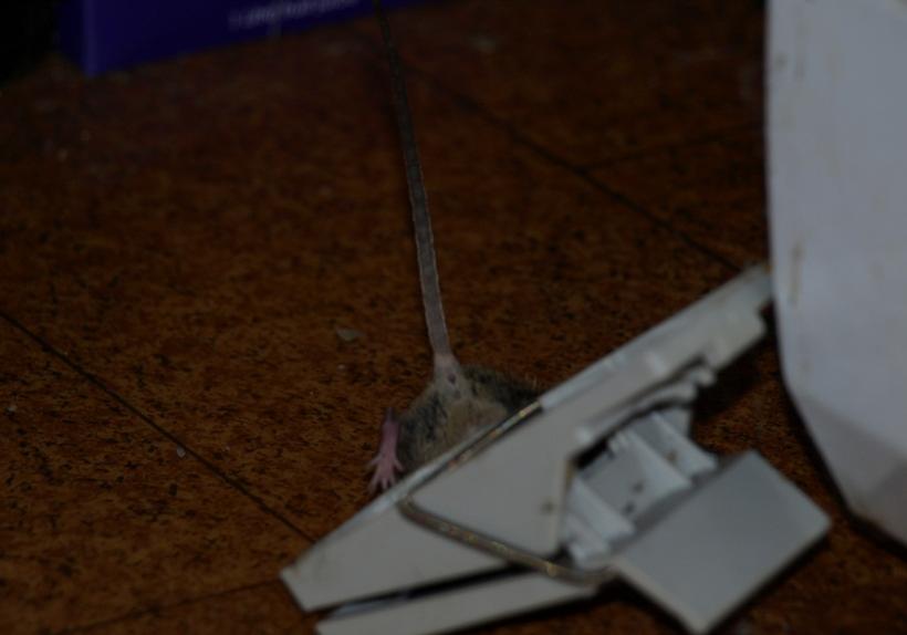 Name:  PB170005.jpg
Views: 2903
Size:  32.1 KB