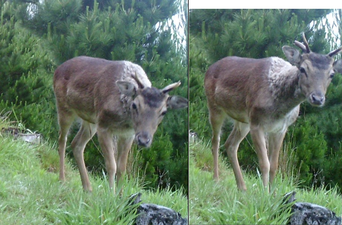 Name:  Species.jpg
Views: 575
Size:  272.8 KB