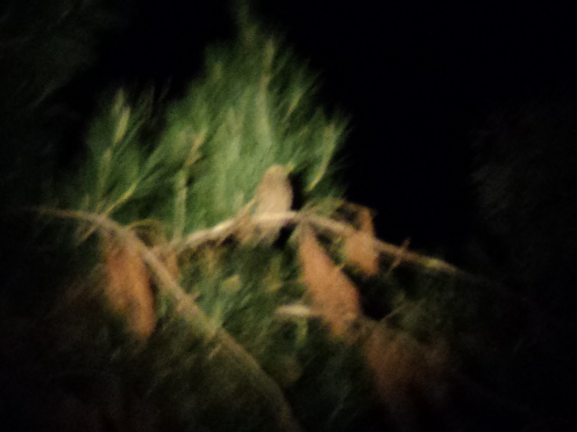 Name:  picture 1356.jpg
Views: 629
Size:  160.2 KB