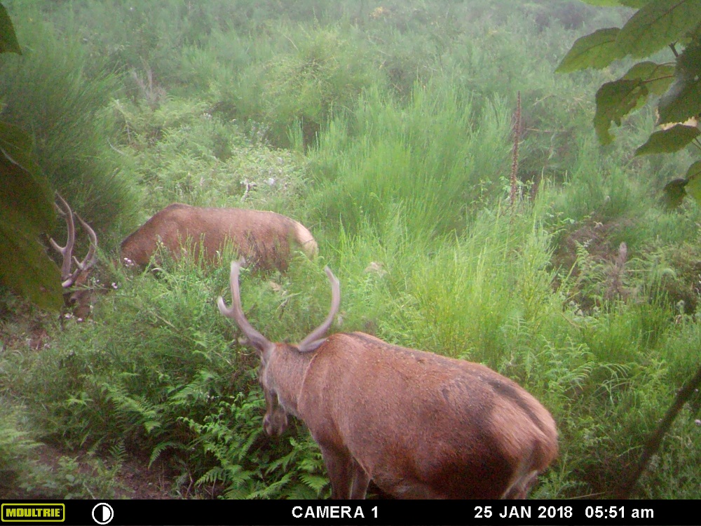 Name:  Trail cam reds.jpg
Views: 793
Size:  324.6 KB