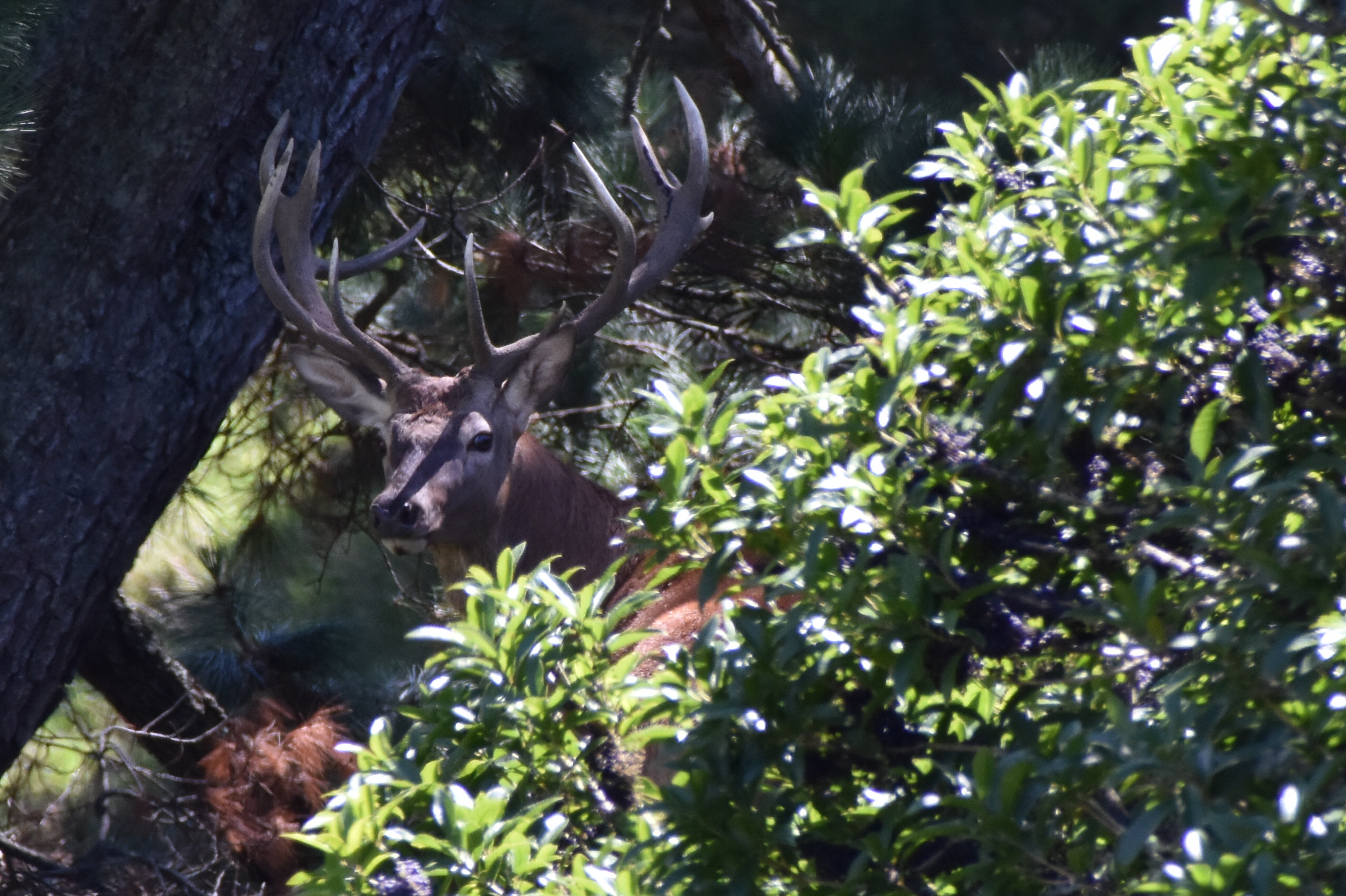 Name:  DSC_2057.JPG
Views: 753
Size:  3.57 MB
