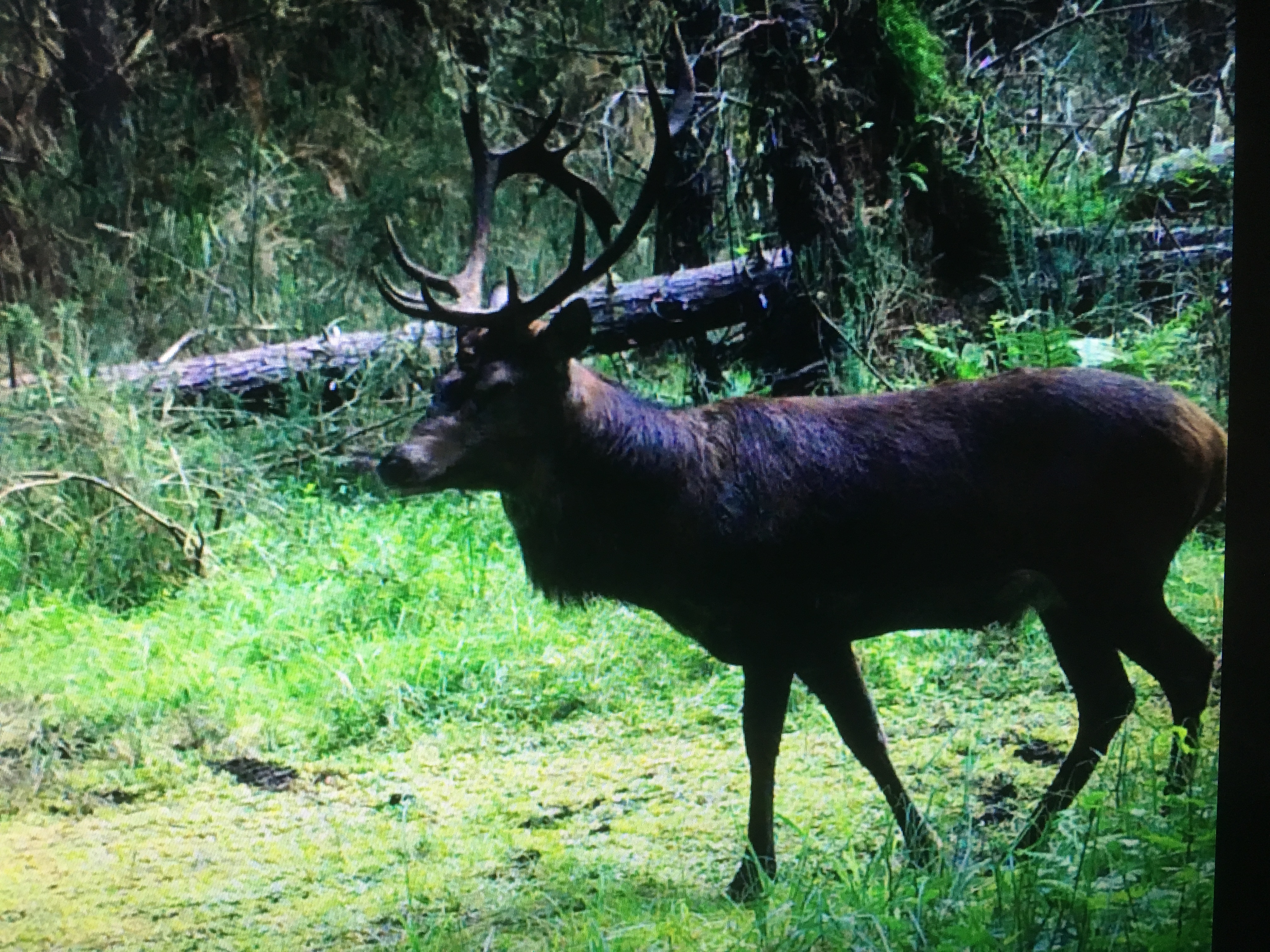 Name:  15 point Stag 2018.JPG
Views: 1443
Size:  4.34 MB