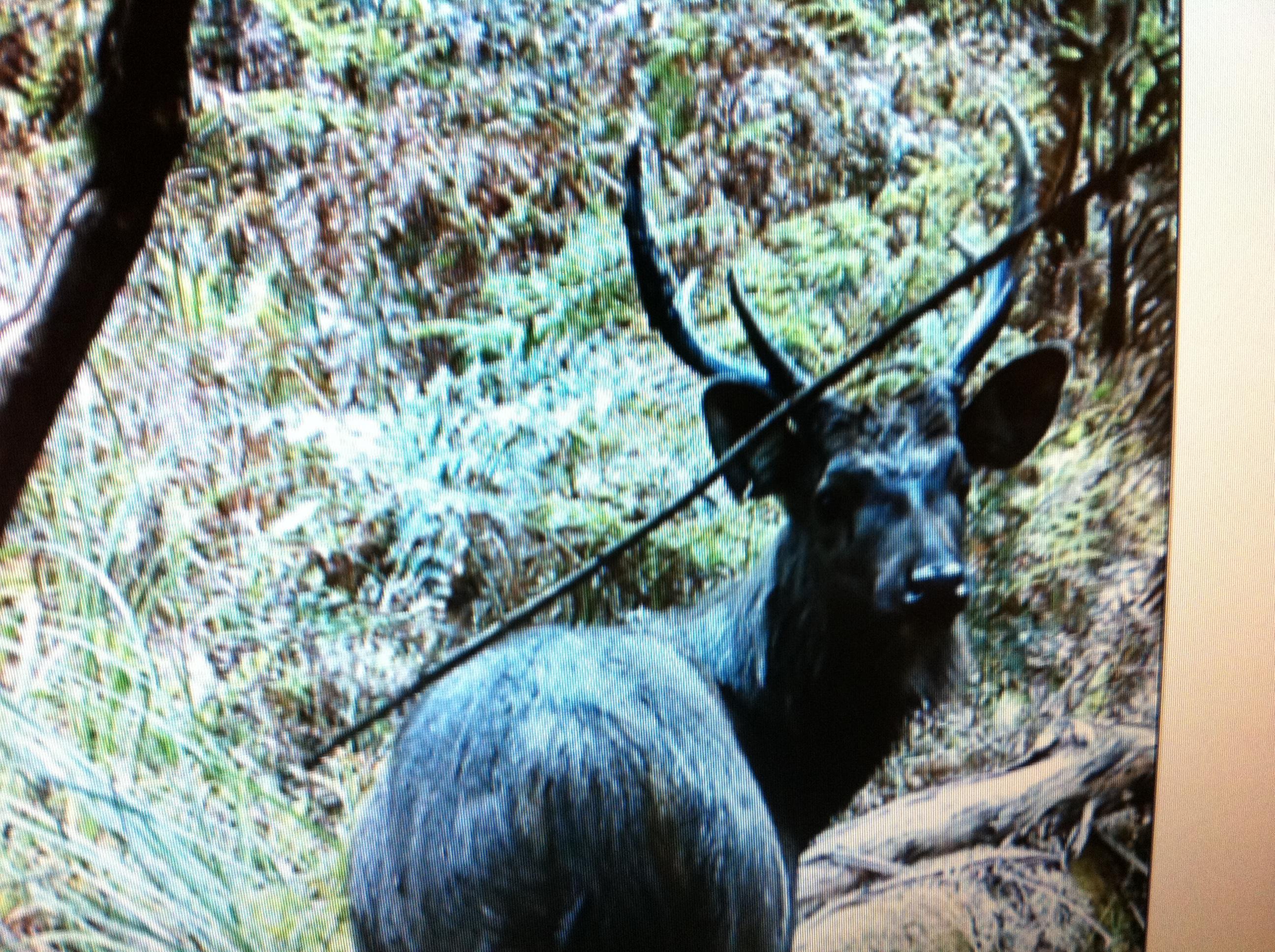 Name:  Sambar trailcam.jpg
Views: 2047
Size:  957.0 KB