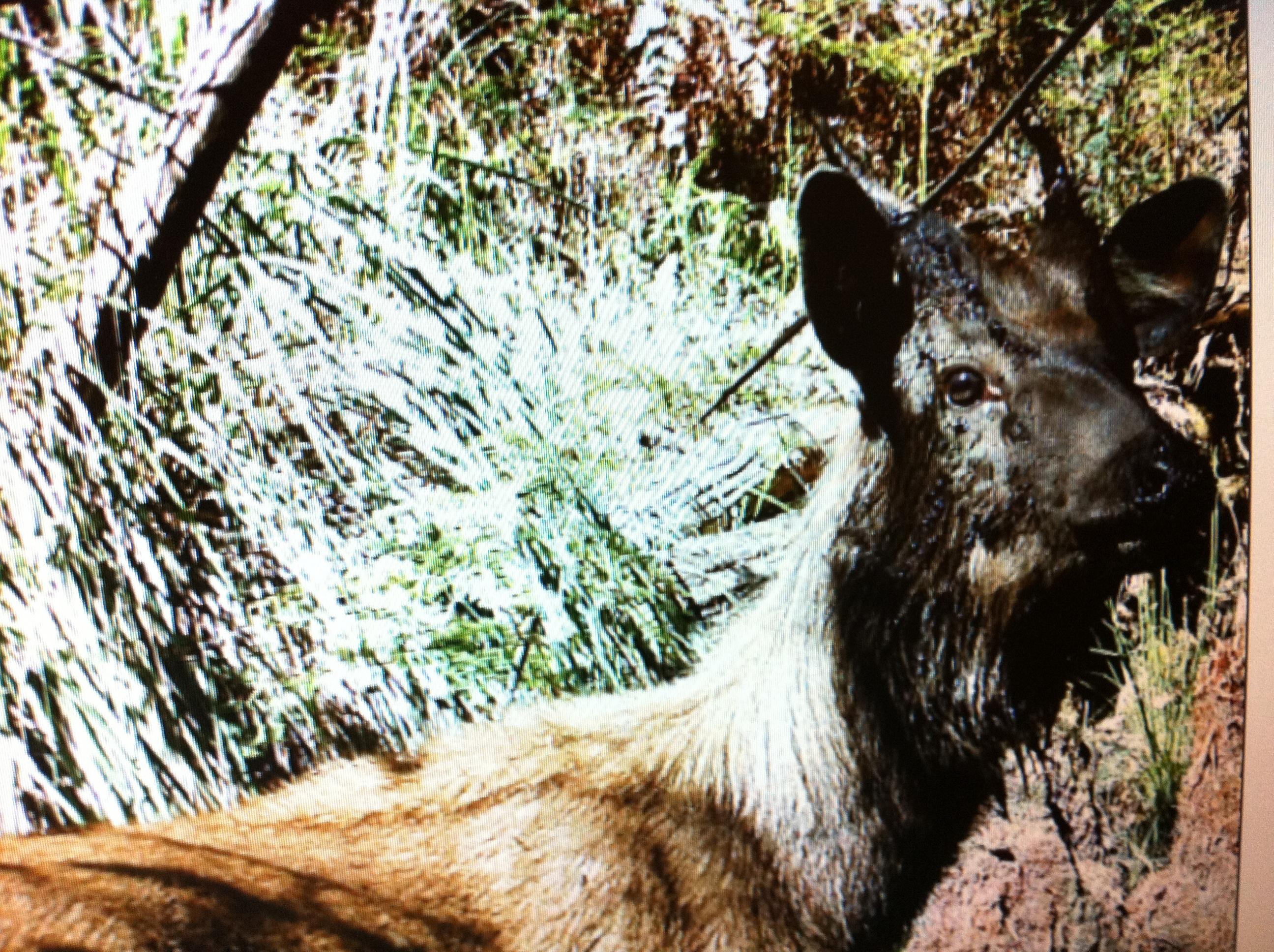 Name:  sambar trailcam 2.jpg
Views: 1669
Size:  960.9 KB