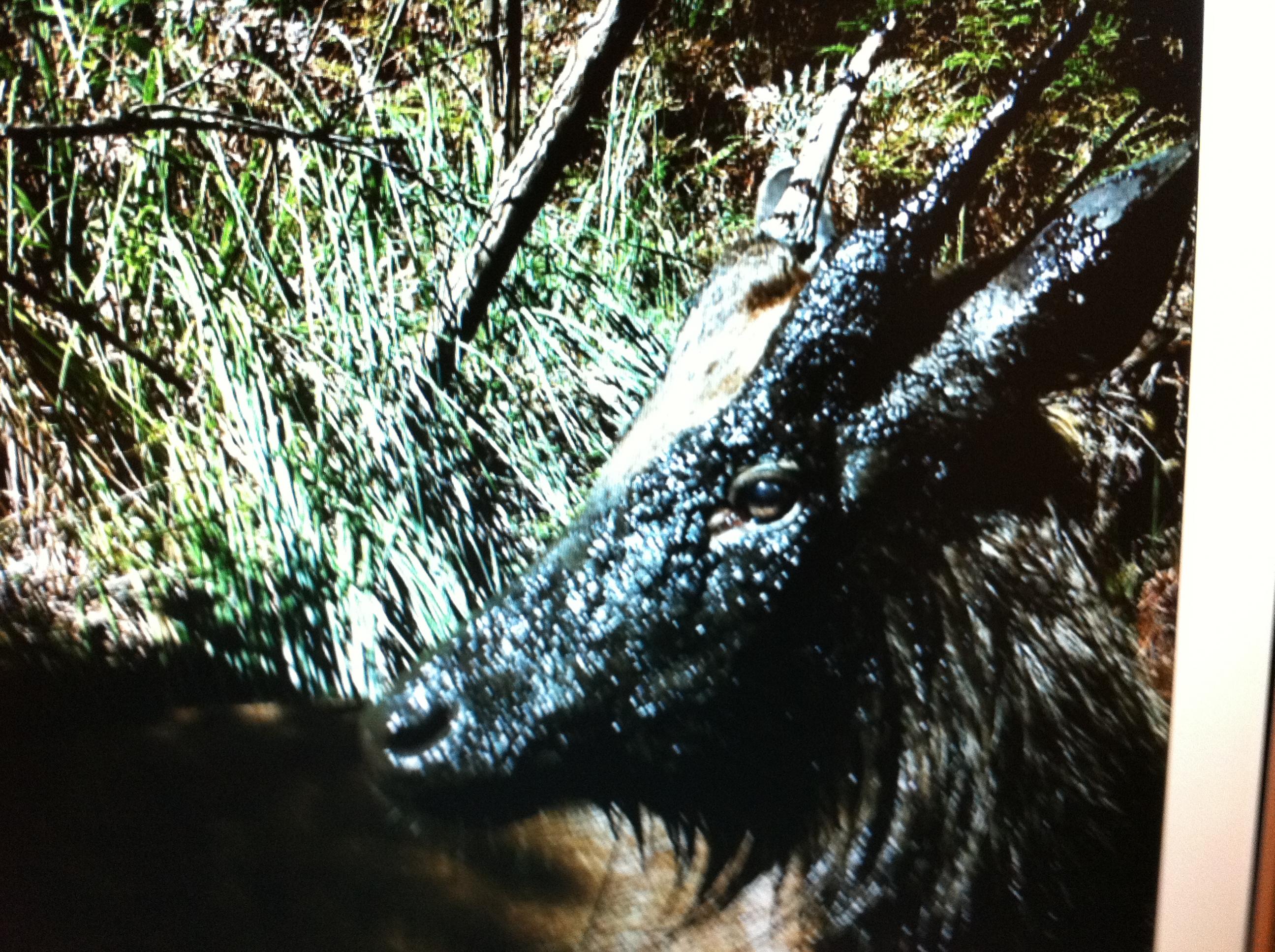 Name:  Sambar trailcam 3.jpg
Views: 2015
Size:  809.4 KB