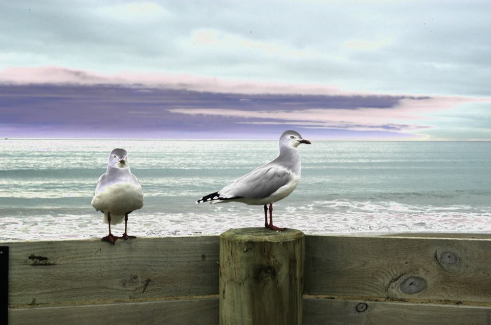 Name:  seagulls.jpg
Views: 1107
Size:  68.0 KB
