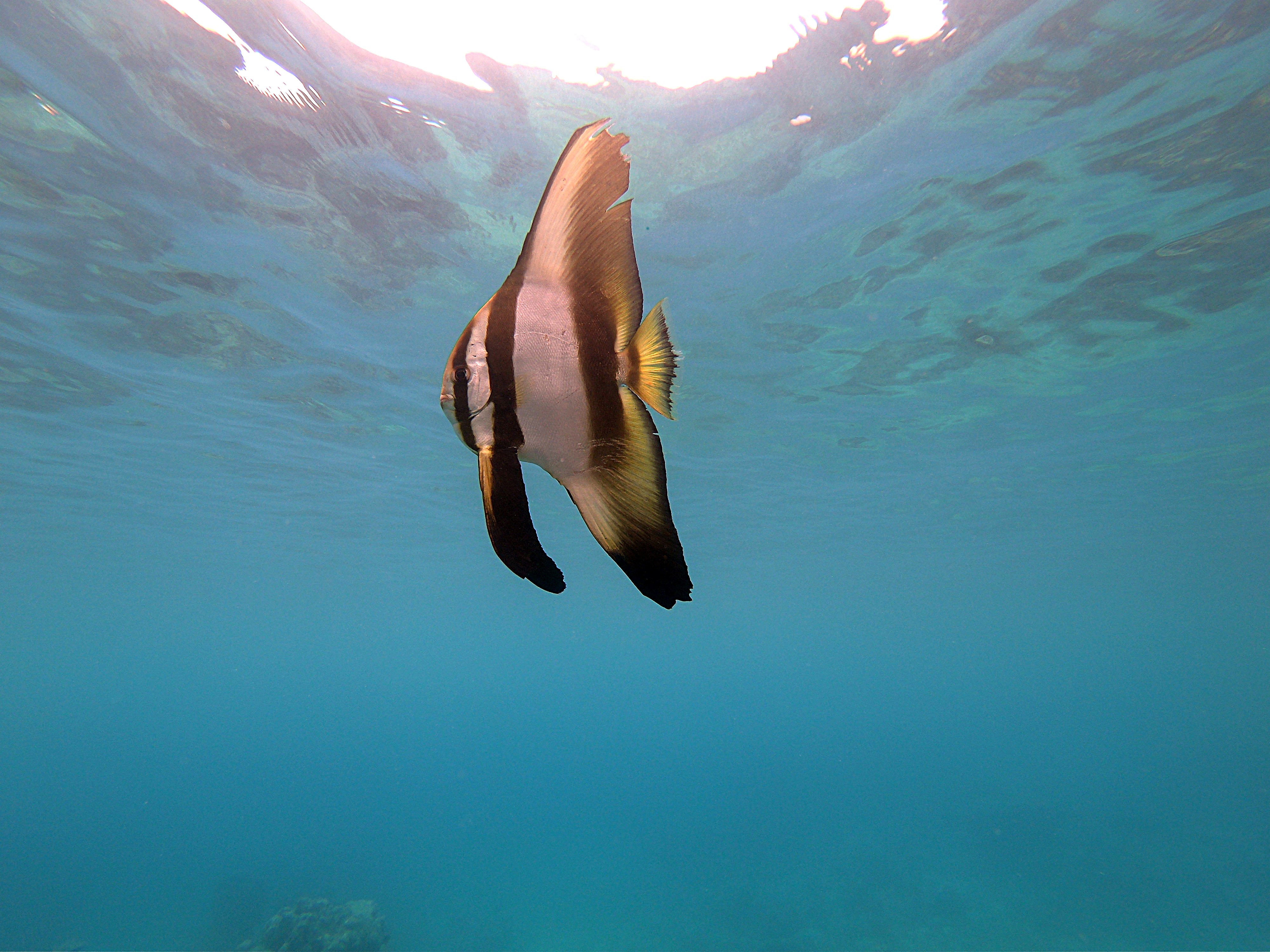 Name:  GOPR0181_cleaned_sharpened.jpg
Views: 563
Size:  2.13 MB
